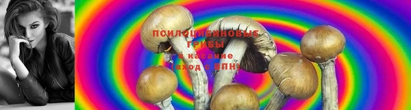 прущие грибы Няндома