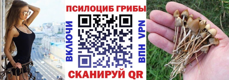где купить mega рабочий сайт Псилоцибиновые грибы MAGIC MUSHROOMS Тбилисская